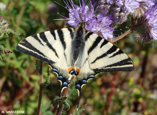 Iphiclides podalirius