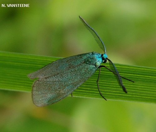 Jordanita globulariae