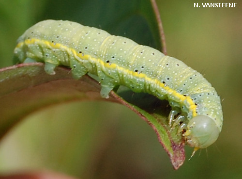 Lacanobia oleracea