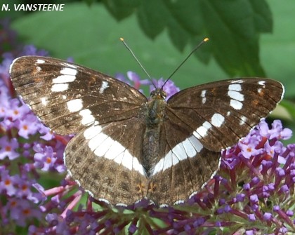 Limenitis camilla