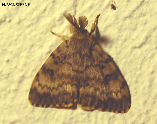 Lymantria dispar