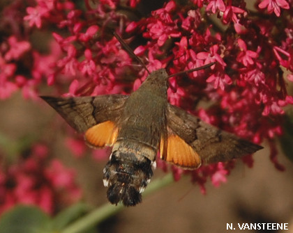 Macroglossum stellatarum