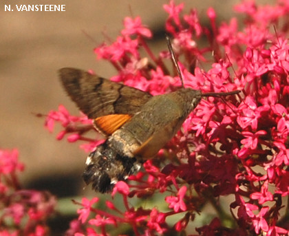 Macroglossum stellatarum