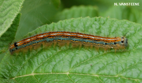 Malacosoma neustria