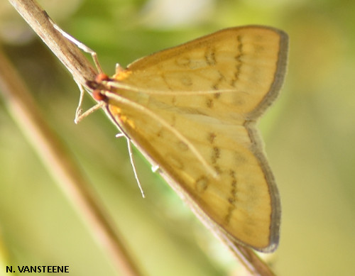 Mecyna flavalis