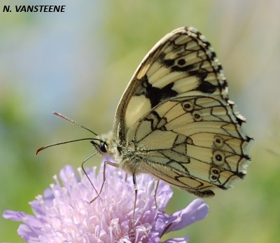 Melanargia galathea