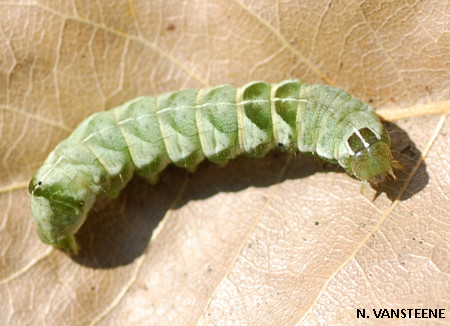 Melanchra persicariae