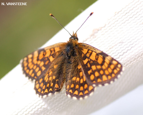 Melitaea aurelia