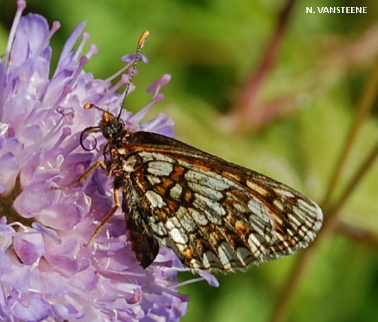 Melitaea diamina