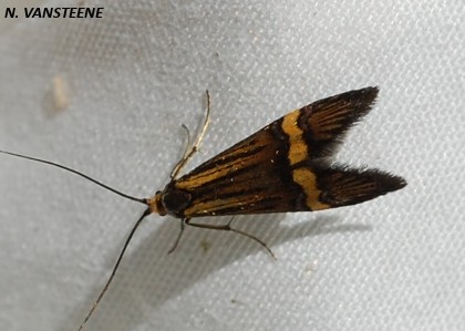 Nemophora degeerella