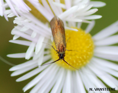 Nemophora metallica