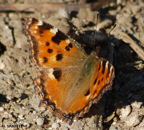 Nymphalis polychloros