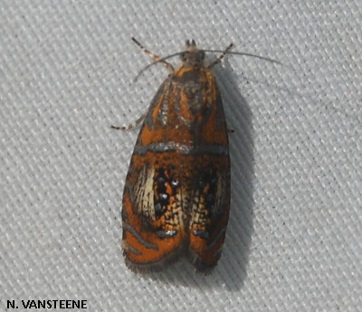 Olethreutes arcuella