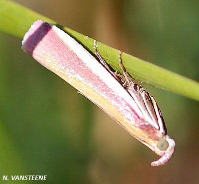 Oncocera semirubella