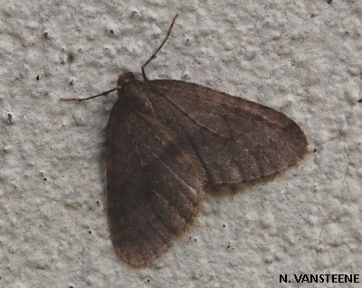 Operophtera brumata