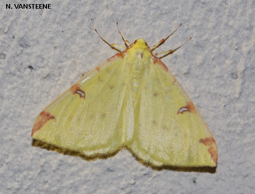 Opisthograptis luteolata