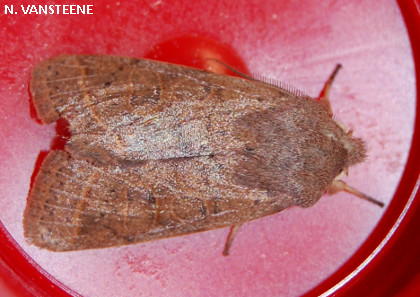 Orthosia cerasi