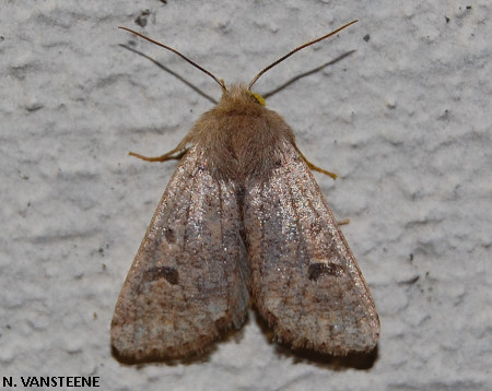 Orthosia cruda