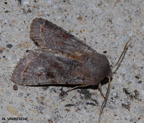 Orthosia incerta