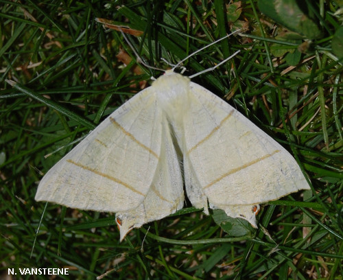 Ourapteryx sambucaria