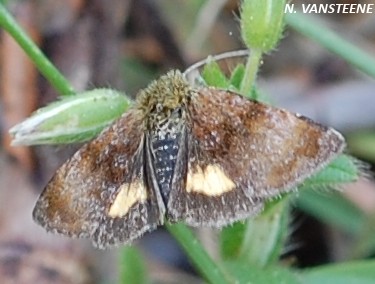 Panemeria tenebrata