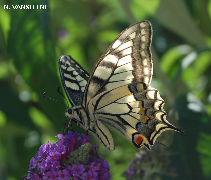 Papilio machaon