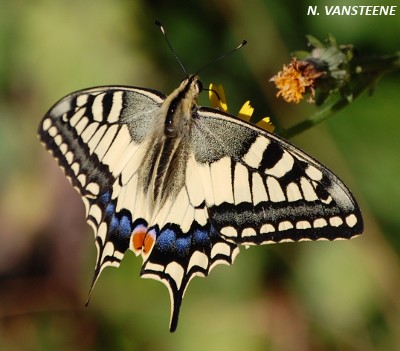 Papilio machaon