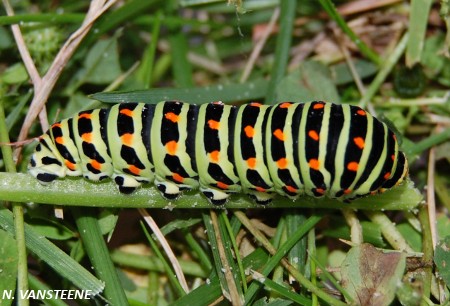 Papilio machaon