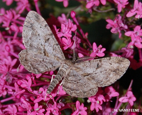 Peribatodes rhomboidaria