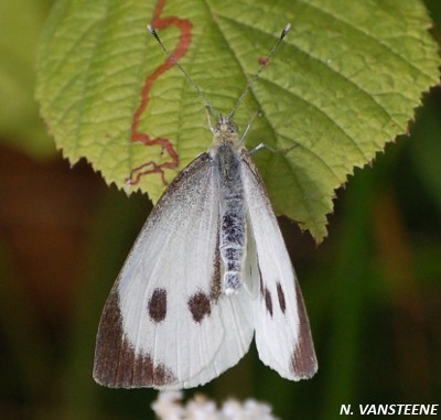 Pieris brassicae