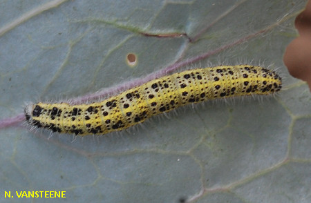 Pieris brassicae