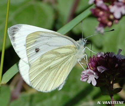 Pieris napi