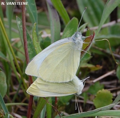 Pieris rapae