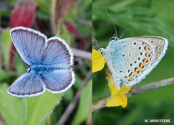 Plebejus argus