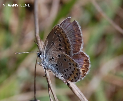 Plebejus argyrognomon