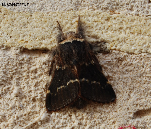 Poecilocampa populi