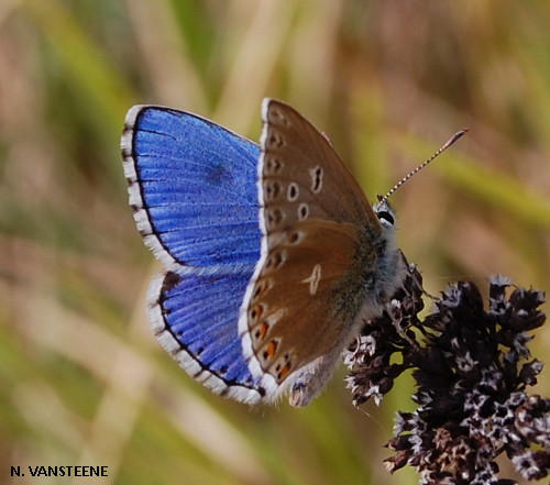 Polyommatus bellargus