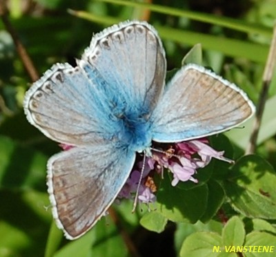 Polyommatus coridon