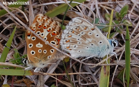 Polyommatus coridon