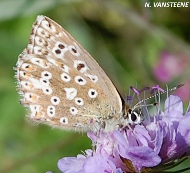 Polyommatus coridon