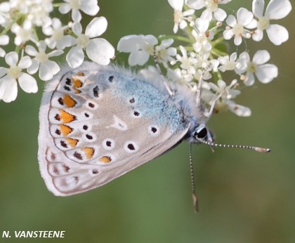 Polyommatus icarus