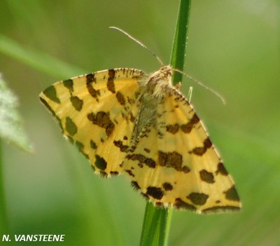 Pseudopanthera macularia