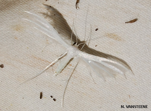 Pterophorus pentadactyla