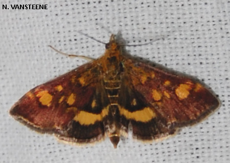 Pyrausta aurata