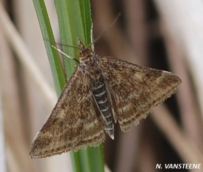 Pyrausta despicata