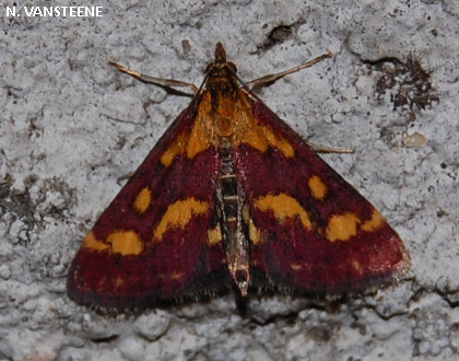 Pyrausta purpuralis