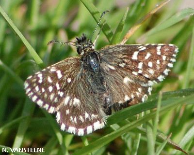 Pyrgus malvae