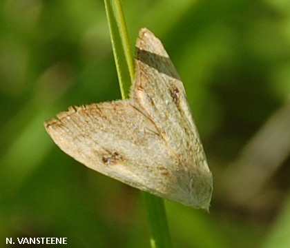 Rivula sericealis