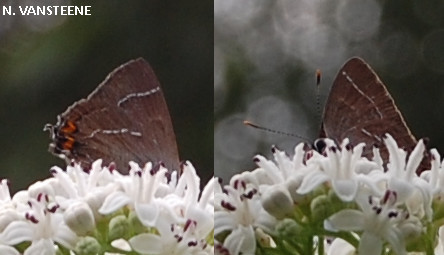 Satyrium sp