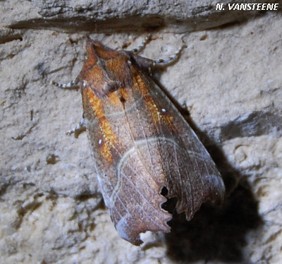 Scoliopteryx libatrix